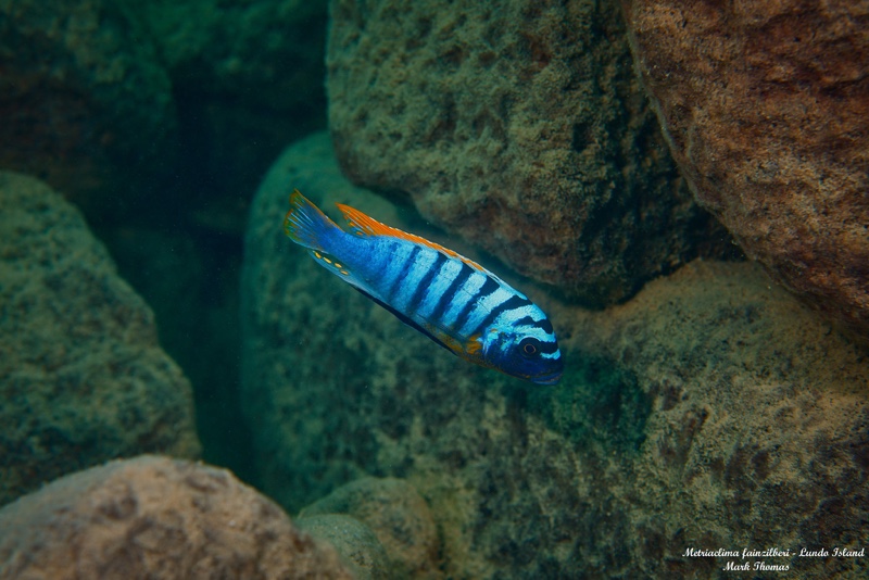 Maylandia fainzilberi 'Lundo Island'